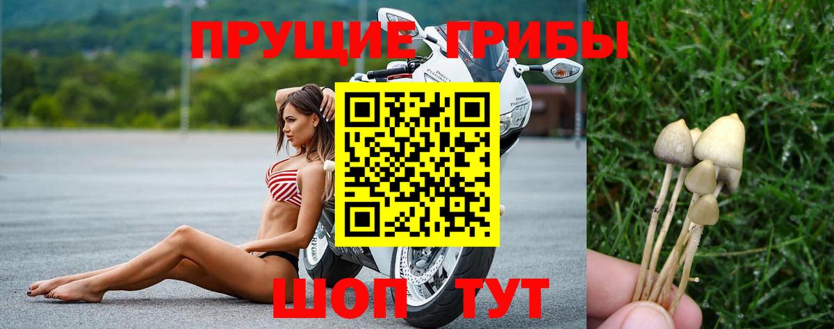 Галлюциногенные грибы GOLDEN TEACHER Кольчугино